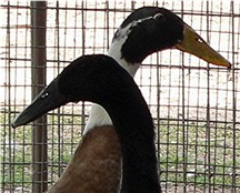 Assorted Indian Runner Ducks